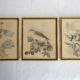 3 framed bird lithographs