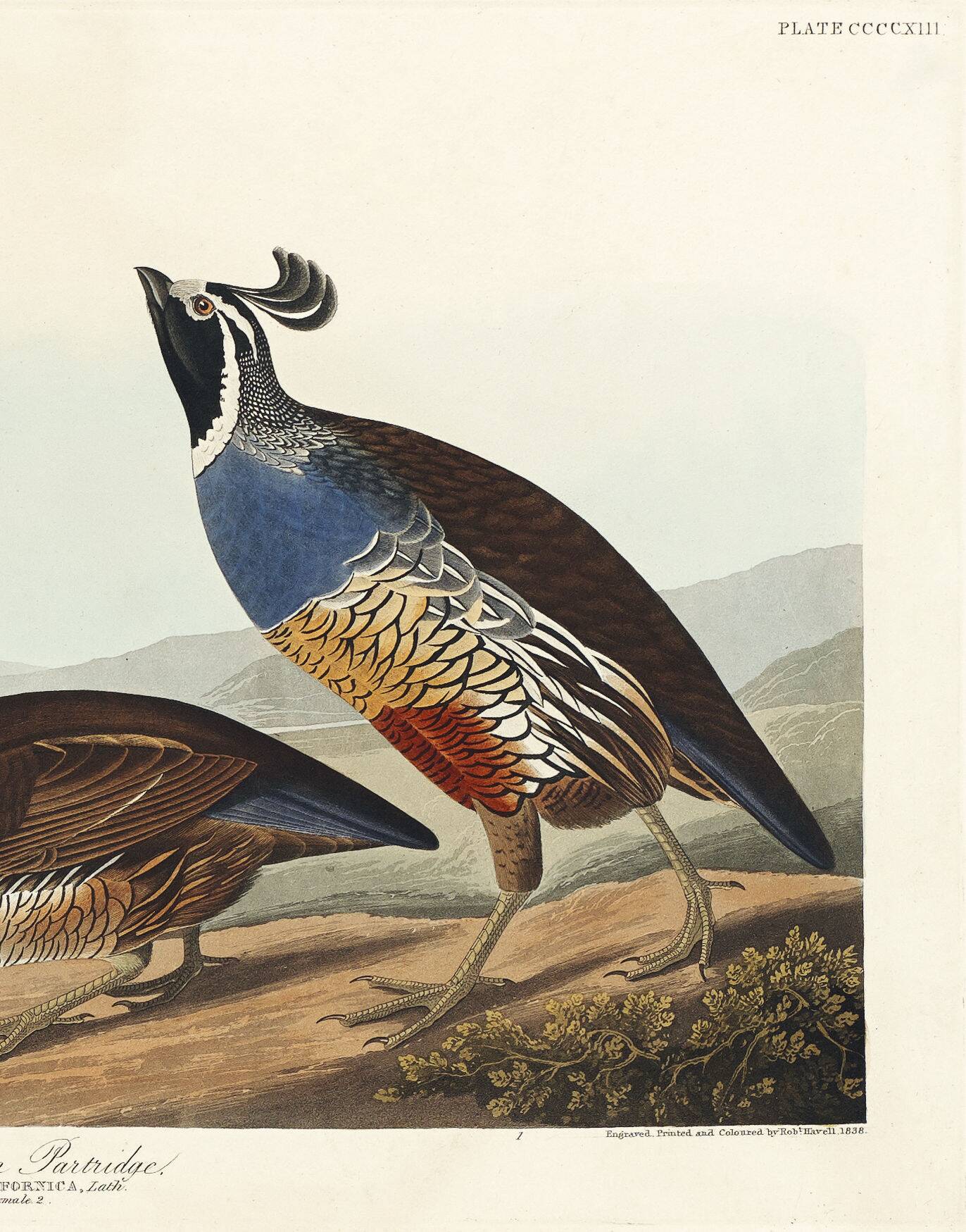 Poster about the California cod, based on an old engraving from 1827.