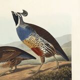 Poster about the California cod, based on an old engraving from 1827.