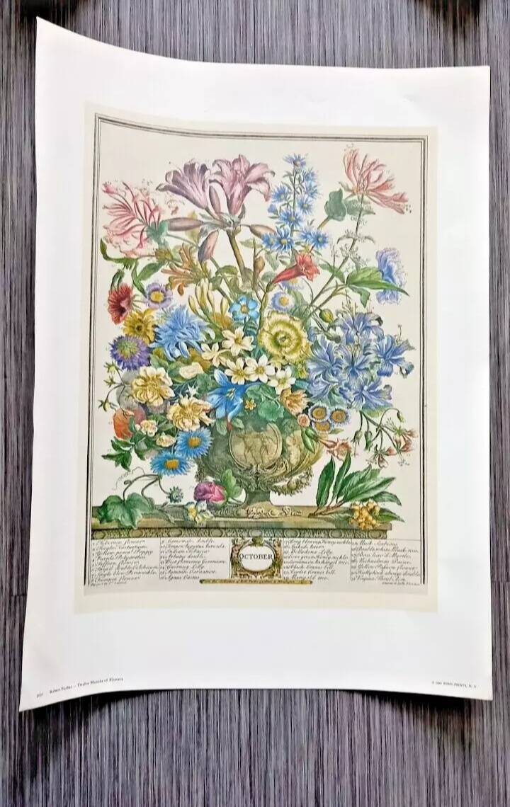 Lot of 19th century Floral Engravings - Vintage Art Print Flowers - 12 months - Robert Furber