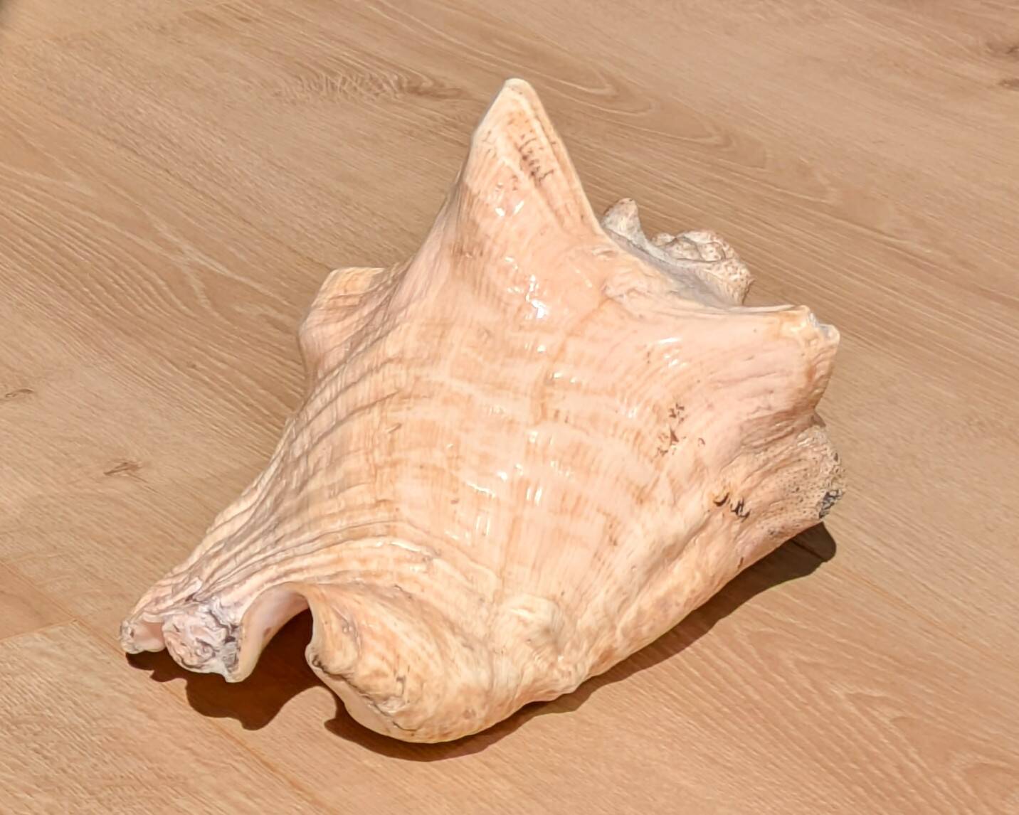 Conch Marine shell - Strombus alatus 26 cm 1.6 kg