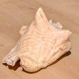 Conch Marine shell - Strombus alatus 26 cm 1.6 kg