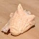 Conch Marine shell - Strombus alatus 26 cm 1.6 kg