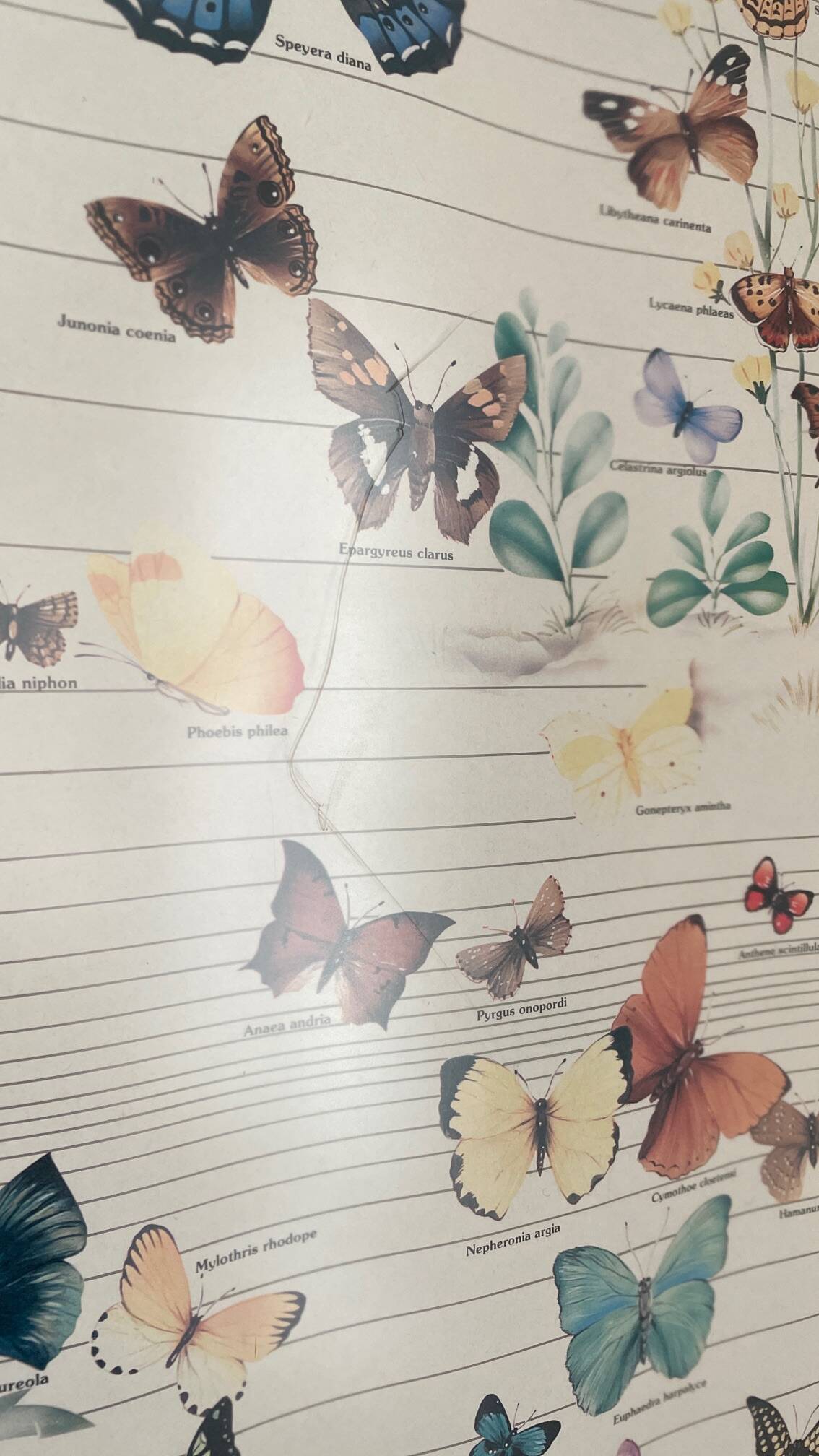 TABLEAU Display BUTTERFLY Italy Vintage