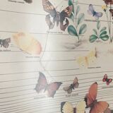 TABLEAU Display BUTTERFLY Italy Vintage