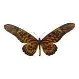 Antique butterfly engraving 1900 naturalist botanical plate