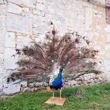 Naturalized blue peacock
