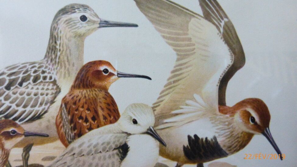 Birds - collection Hepatior N ° 28