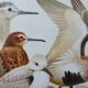 Birds - collection Hepatior N ° 28