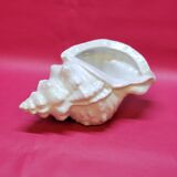 Empty cup vintage pocket shell shape conch conch shell iridescent white