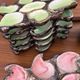 Vallauris majolica ceramic oyster set 1950