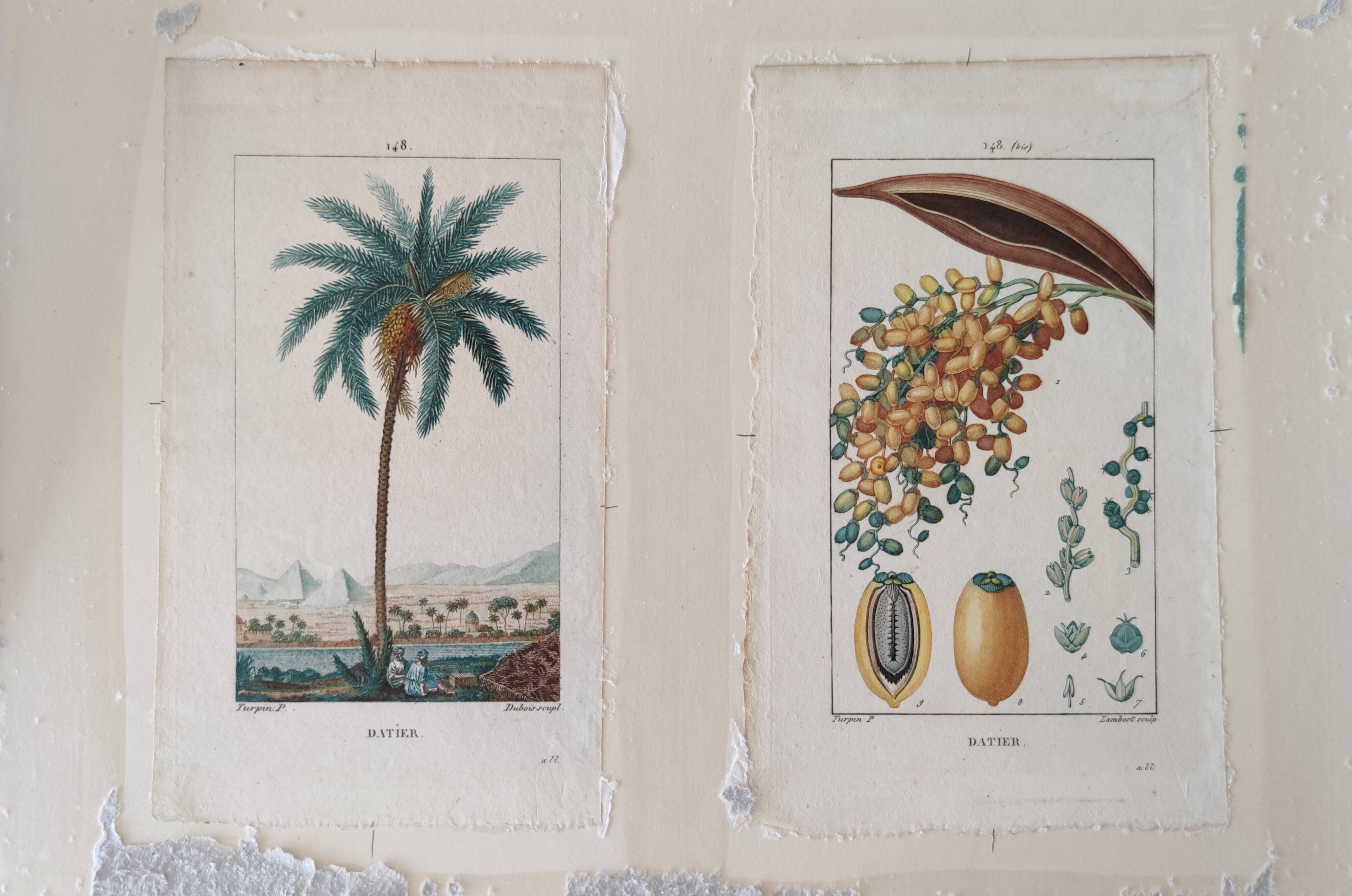 Datier framed botanical engraving by Turpin circa 1800