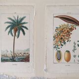 Datier framed botanical engraving by Turpin circa 1800