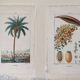 Datier framed botanical engraving by Turpin circa 1800