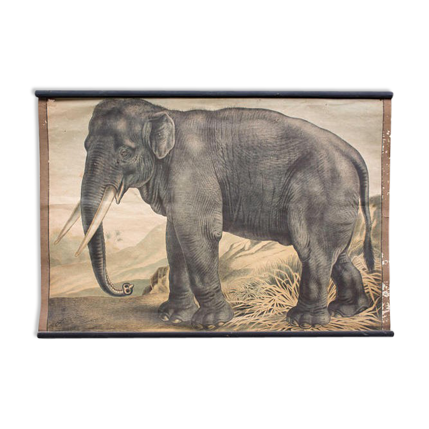 Affiche Éléphant, grille éducatif, 1891