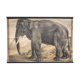 Elephant poster, educational grid, 1891