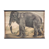 Affiche Éléphant, grille éducatif, 1891