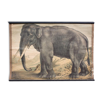 Affiche Éléphant, grille éducatif, 1891