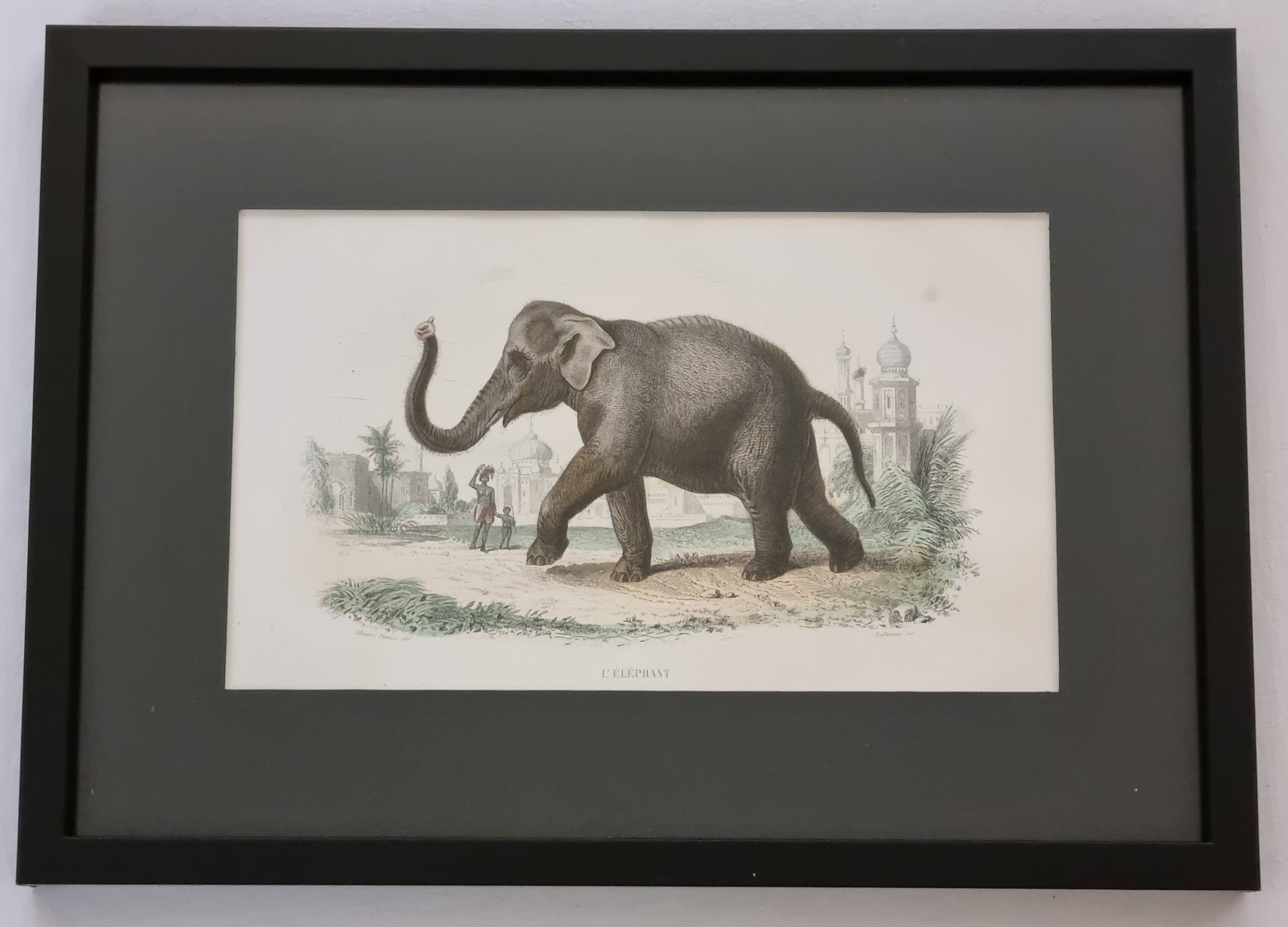 Framed vintage gravure of an Asian elephant, natural history, 19th century, 23x32 cm.