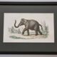 Framed vintage gravure of an Asian elephant, natural history, 19th century, 23x32 cm.
