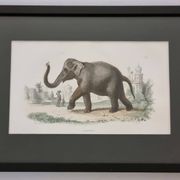 Framed vintage gravure of an Asian elephant, natural history, 19th century, 23x32 cm.