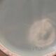 Celadon green vase ceramic manufacture to identify art deco 1940 1950