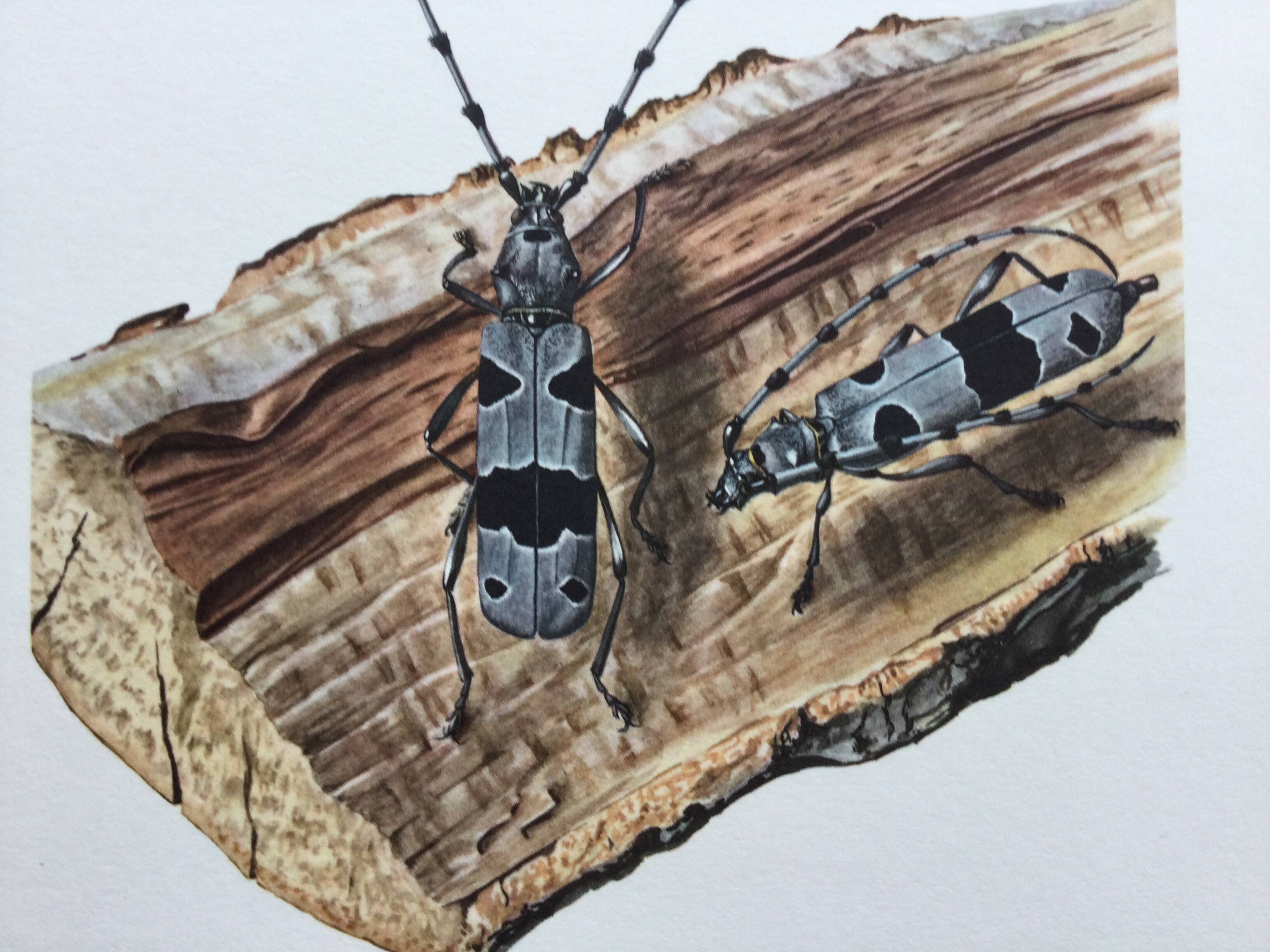 Antique Insect Illustration, Vintage Print 60s