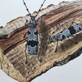 Illustration ancienne Insectes, Impression vintage années 60