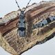 Antique Insect Illustration, Vintage Print 60s