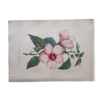 Planche botanique Hibiscus Palutris lithographiée et coloriée, Sertum Botanicum 1832