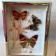Lot de 2 cadres papillons vintage en métal