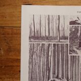Original lithographs on forest and forest trees