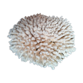 Corail authentique