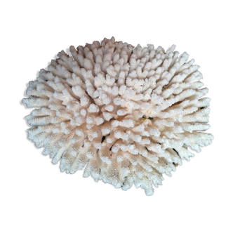 Authentic coral