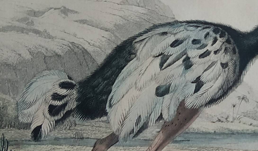 Planche Ornithologique Buffon 1838 "Autruche & Casoar"