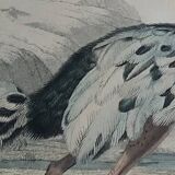 Ornithological Plate Buffon 1838 "Ostrich & Cassowary"
