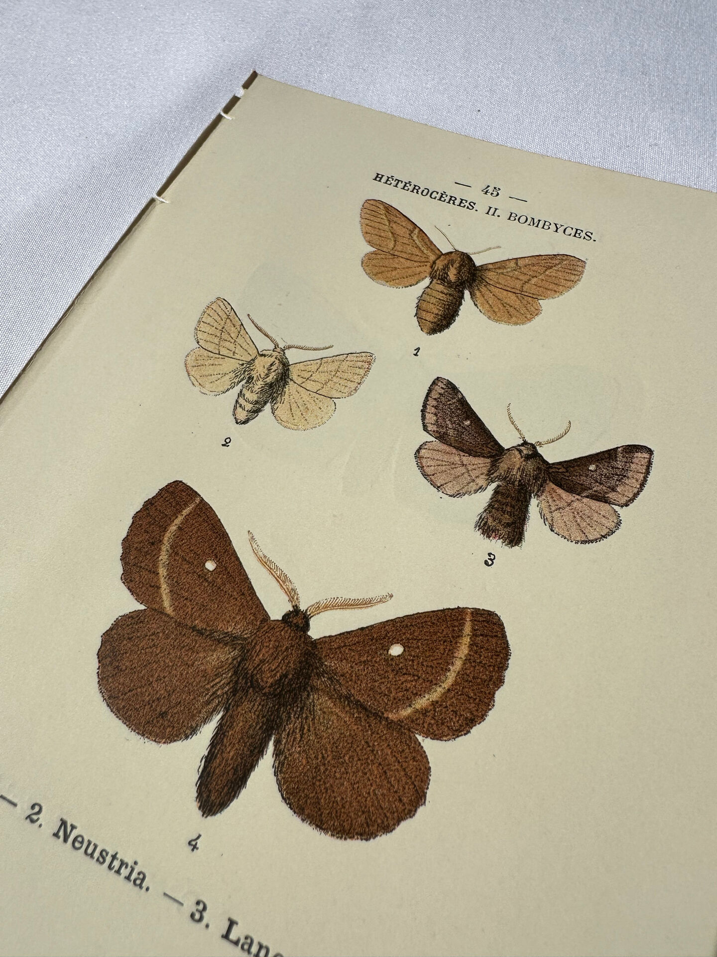 🦋 Botanical Plate Engraving of a Butterfly, 19th Century Naturalist, Front Side