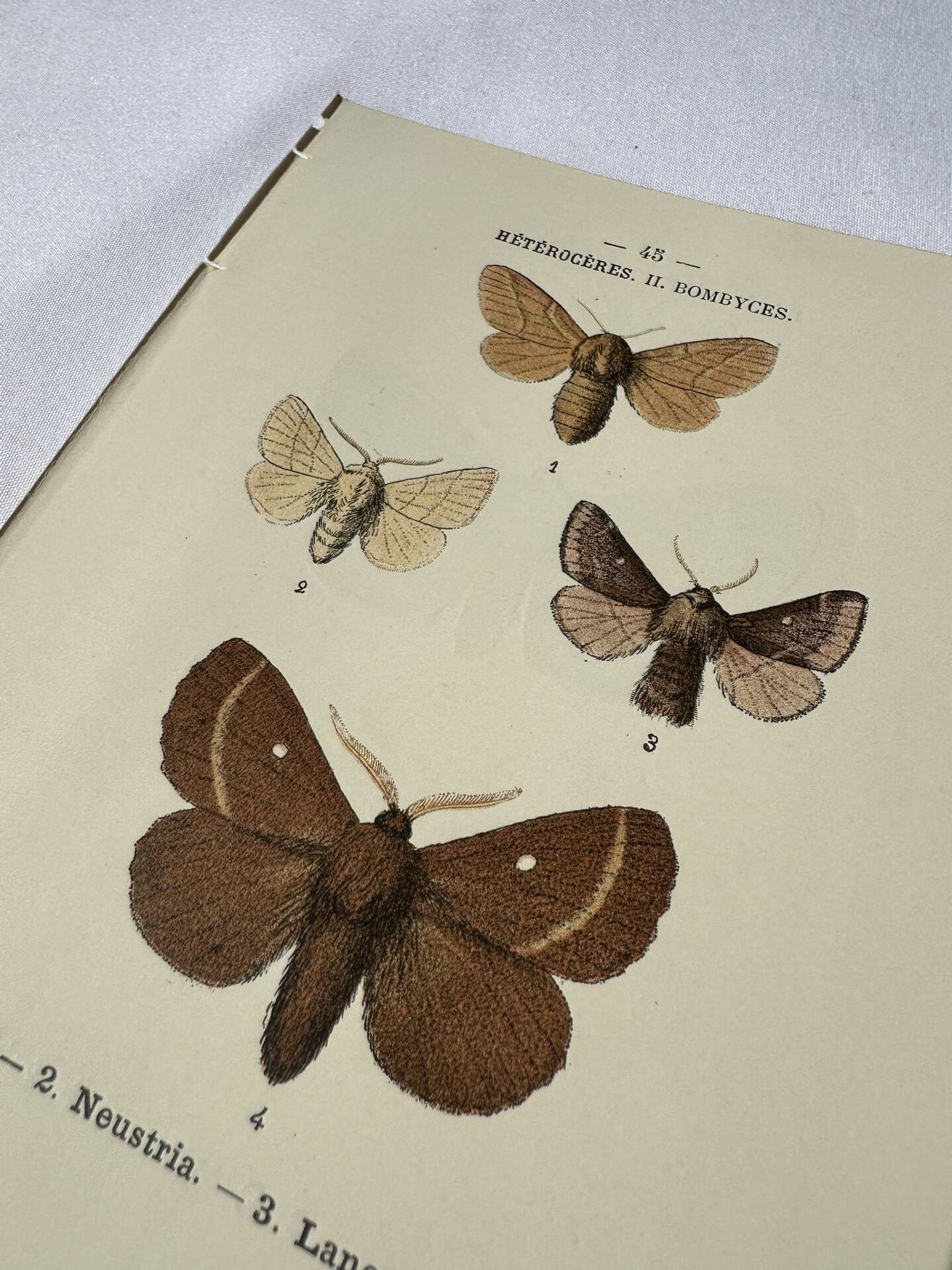 🦋 Botanical Plate Engraving of a Butterfly, 19th Century Naturalist, Front Side