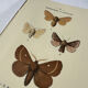 🦋 Botanical Plate Engraving of a Butterfly, 19th Century Naturalist, Front Side