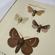 🦋 Botanical Plate Engraving of a Butterfly, 19th Century Naturalist, Front Side