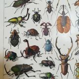Lithograph on insects from 1928