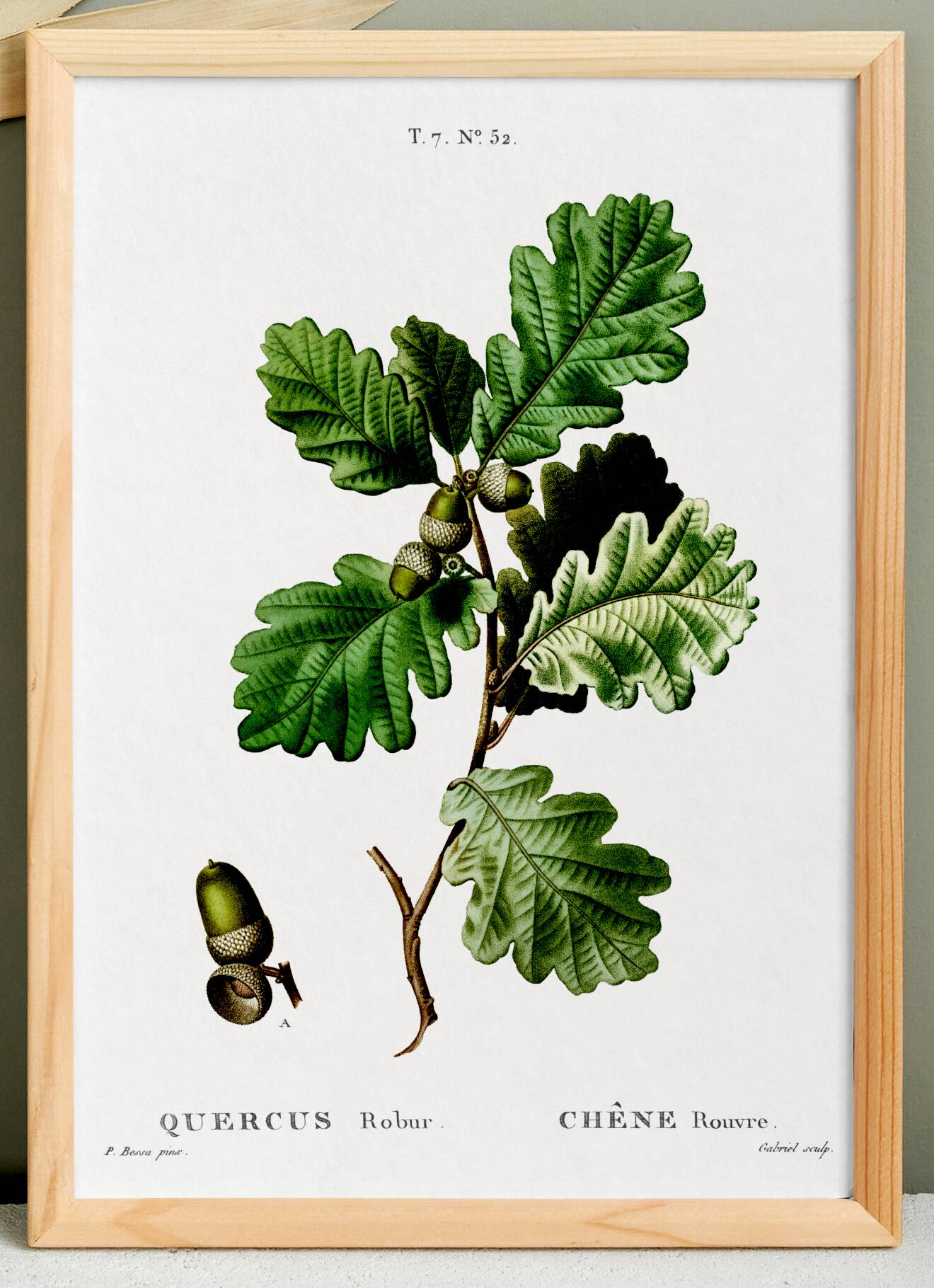 Poster on the Oak (2), after an engraving from 1802