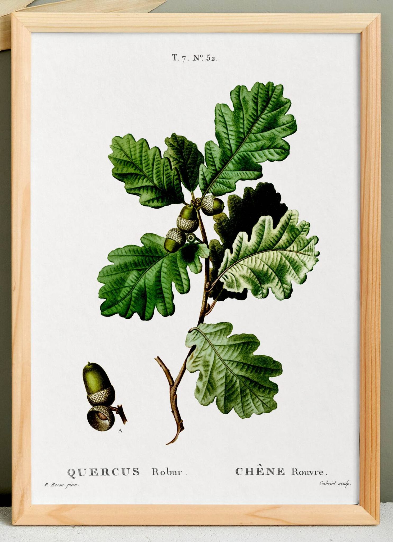 Affiche sur le Chêne (2), d'après une gravure de 1802