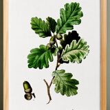 Poster on the Oak (2), after an engraving from 1802