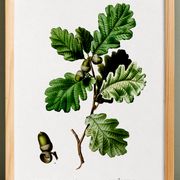 Affiche sur le Chêne (2), d'après une gravure de 1802