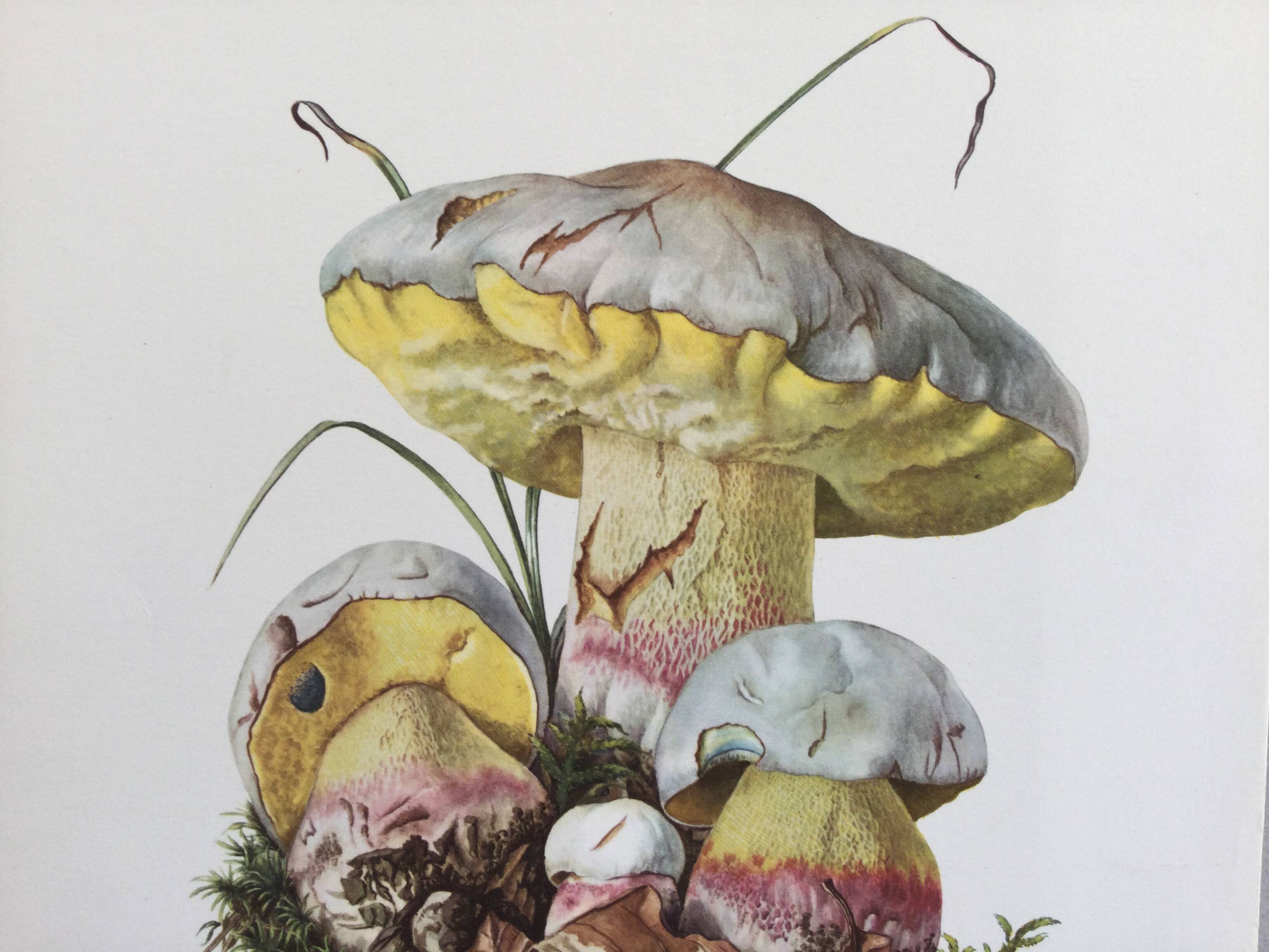 Botanical Illustration Mushrooms Fechtner's Bolete Vintage Print 60s