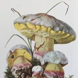 Botanical Illustration Mushrooms Fechtner's Bolete Vintage Print 60s