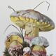 Botanical Illustration Mushrooms Fechtner's Bolete Vintage Print 60s