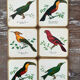 Box of 6 coasters bird motif