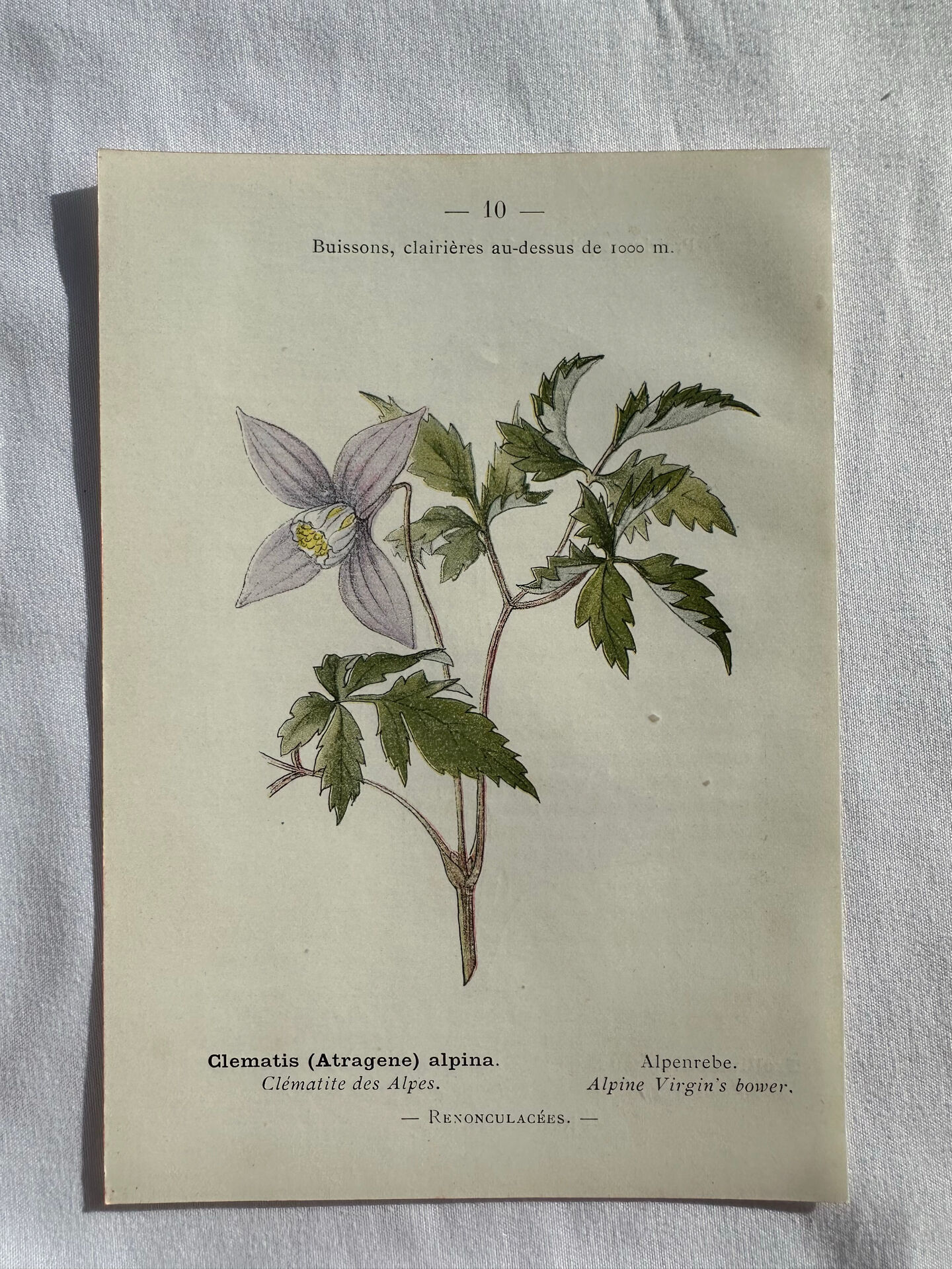 Planche Naturaliste – Gravure botanique ancienne 19eme  recto verso
